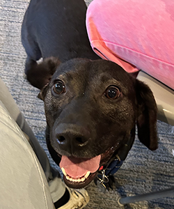 Baxter, a black dog.