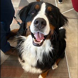 A Bernese Mountain Dog