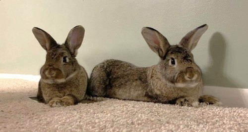 2 brown rabbits