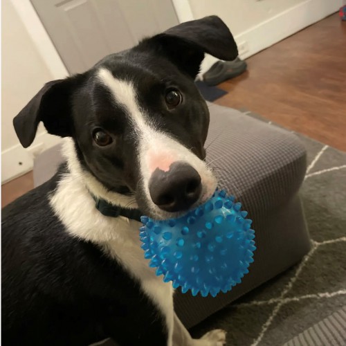 A black and white dog