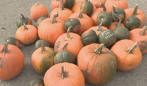 A group of pumpkins, one saying Smash the Stigma